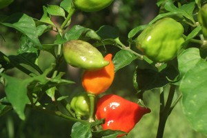 round-chillies-from-renato-005