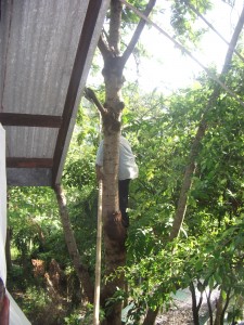 thailand-sato-pod-tree-harvesting