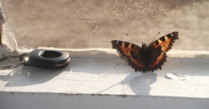 butterflies-Scotland-cold-autumn