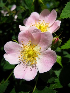 dog-rose-rosa-canina-close-up-photo