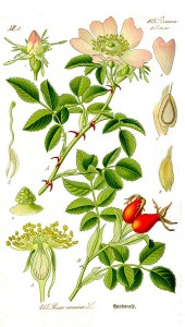 dog-rose-rosa- canina-illustration