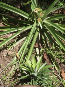 mother pineapple decapitated, baby's head planted nearby