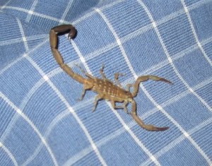 brown scorpion, non-lethal