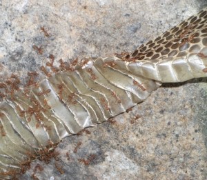 cobra_skin_close-up_red_ants_thailand